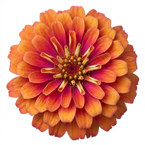 Calendula Officinalis Heirloom Flower Seeds Zerno