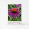 Black-Eyed Susan - Rudbeckia hirta (Native Prairie Wildflower)